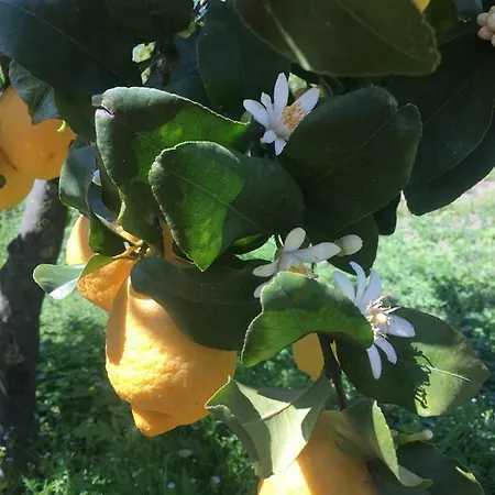 Ξενοδοχείο με διαμερίσματα Del Golfo Προτσίντα